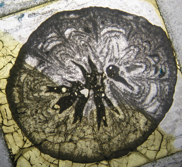 Holotype of Icaunhelia michelini type species of the genus