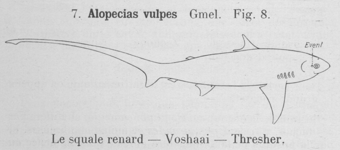 Gilson (1921, fig. 08)