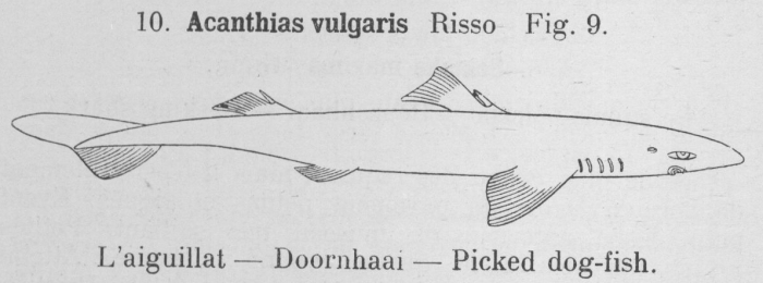 Gilson (1921, fig. 09) Gilson (1921, fig. 09)