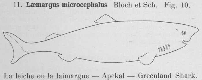 Gilson (1921, fig. 10) Gilson (1921, fig. 10)
