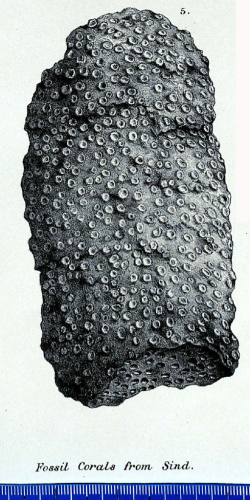 Holotype of D'achiardi densa Duncan