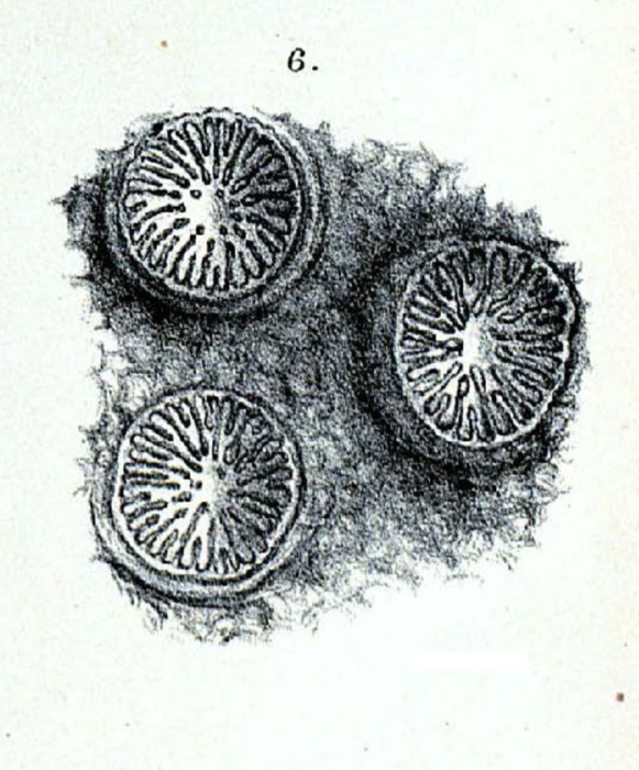 Holotype of D'achiardi densa Duncan