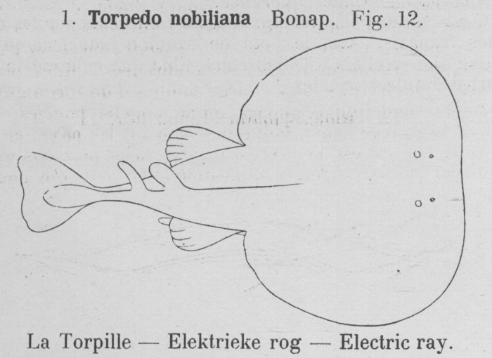 Gilson (1921, fig. 12) Gilson (1921, fig. 12)