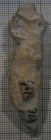 Lectotype of Lingulosmilia cornuta type species of the genus