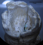 Lectotype of Lingulosmilia cornuta type species of the genus