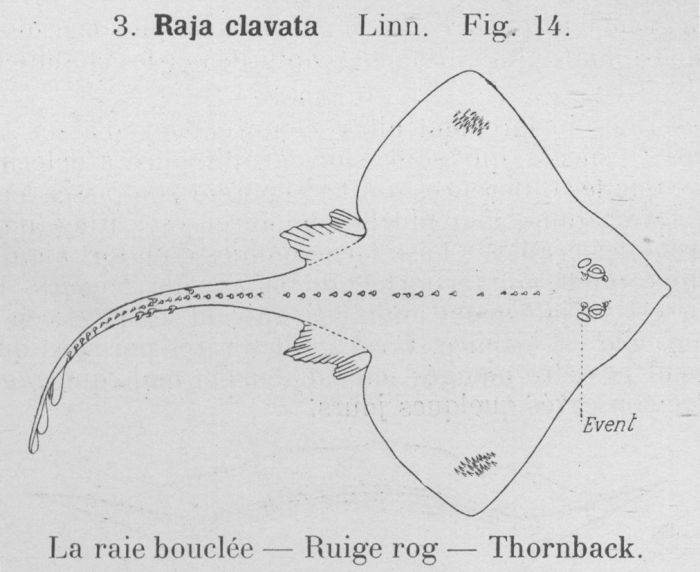 Gilson (1921, fig. 14) Gilson (1921, fig. 14)