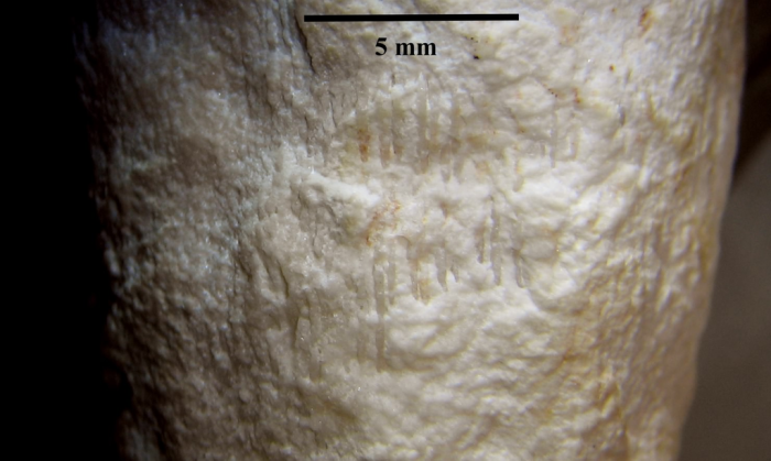 Syntype of Lithoseris gracilis type species of the genus