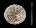 Holotype of Antillia dentata Duncan