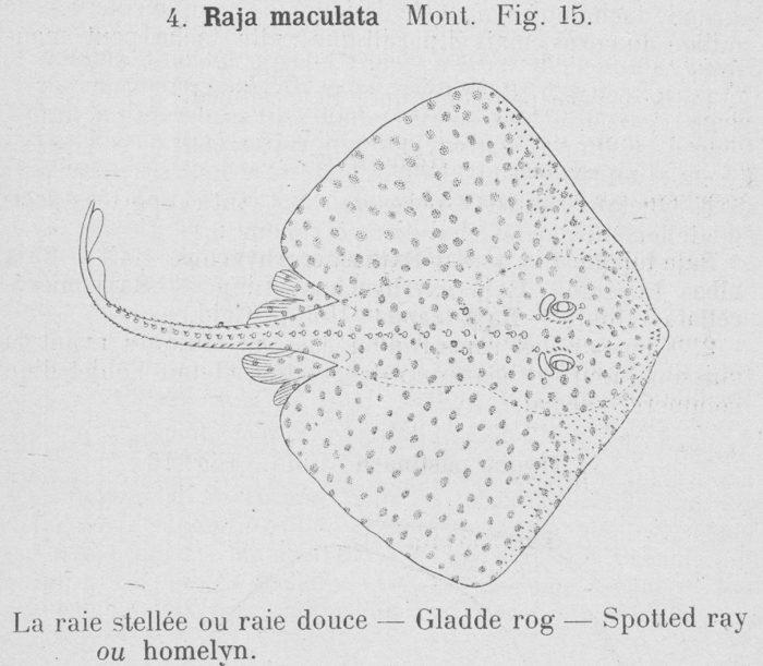 Gilson (1921, fig. 15)