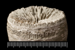 Holotype of Antillia dentata Duncan