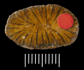 Paratype of Blagrovia simplex Duncan