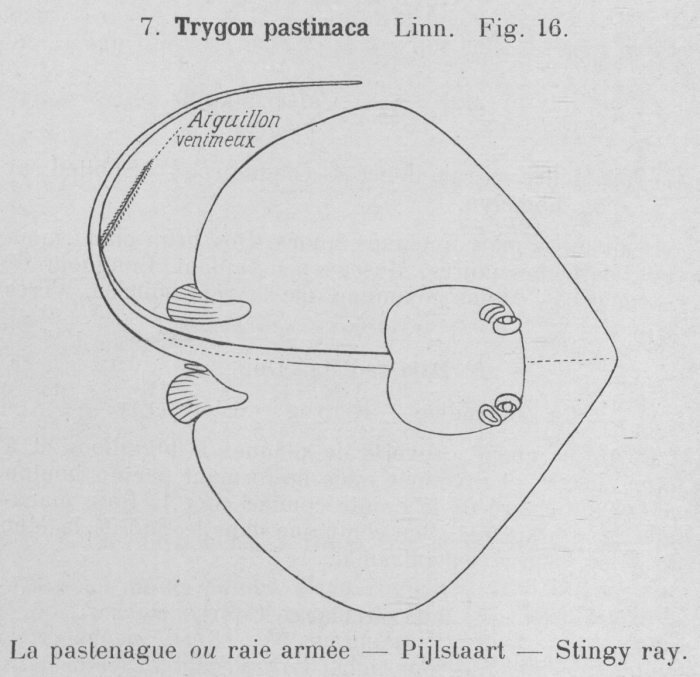 Gilson (1921, fig. 16) Gilson (1921, fig. 16)