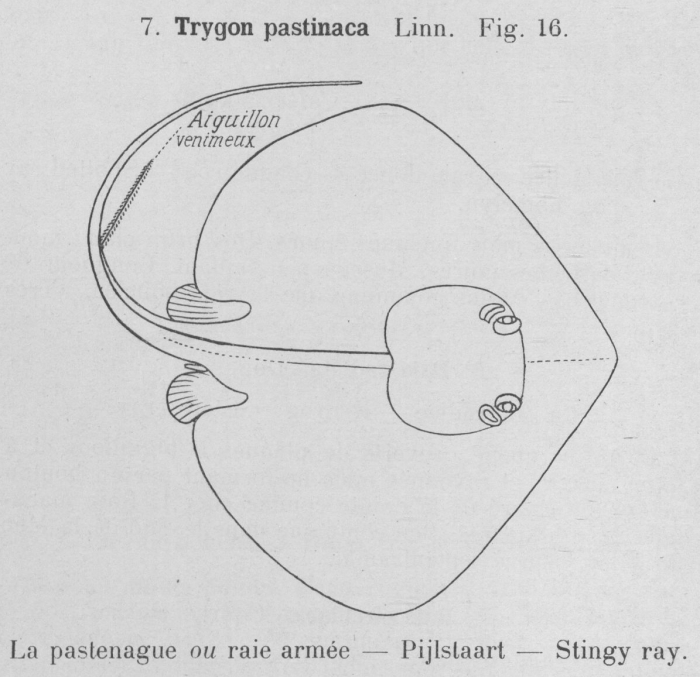 Gilson (1921, fig. 16)