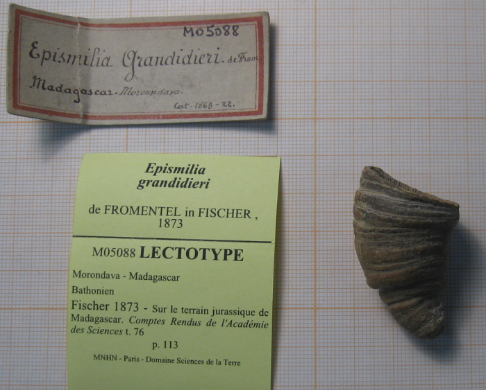 Lectotype of the type species of Macgeopsis