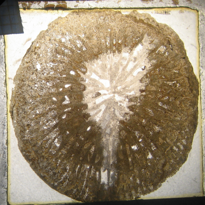 Alloiteau's thin section of Macgeopsis grandidieri