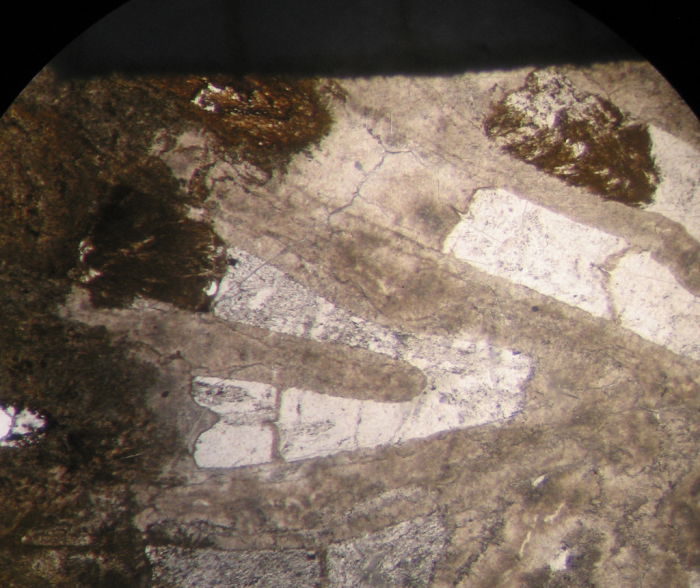 Alloiteau's thin section of Macgeopsis grandidieri