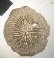 Anthozoa