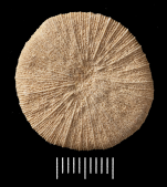 Paratype of Blanfordia nummiformis