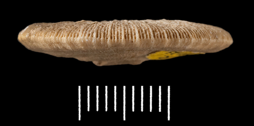 Paratype of Blanfordia nummiformis