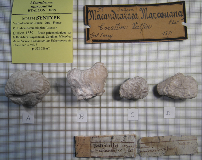 syntypes of Meandraraea marcouana type species of the genus syntypes of Meandraraea marcouana type species of the genus