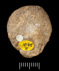 Holotype of Cyclolites vicaryi Haime
