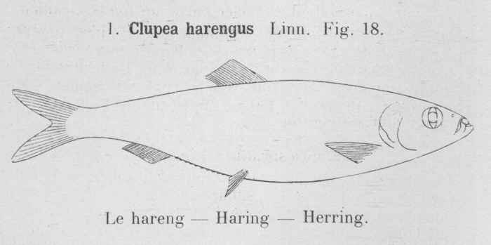 Gilson (1921, fig. 18) Gilson (1921, fig. 18)