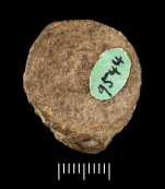 Holotype of Cyclolites vicaryi Haime