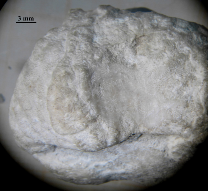 syntype of Meandraraea marcouana type species of the genus syntype of Meandraraea marcouana type species of the genus