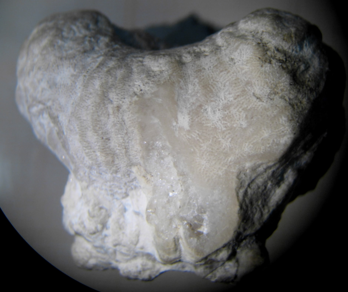 syntype of Meandraraea marcouana type species of the genus syntype of Meandraraea marcouana type species of the genus