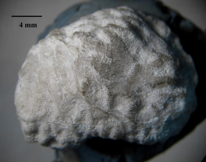syntype of Meandraraea marcouana type species of the genus syntype of Meandraraea marcouana type species of the genus
