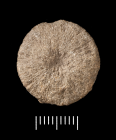 Paratype of Cyclolites vicaryi Haime