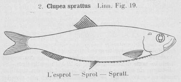 Gilson (1921, fig. 19)