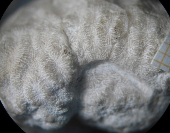 syntype of Meandraraea marcouana type species of the genus syntype of Meandraraea marcouana type species of the genus