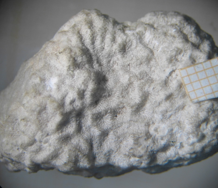 syntype of Meandraraea marcouana type species of the genus syntype of Meandraraea marcouana type species of the genus