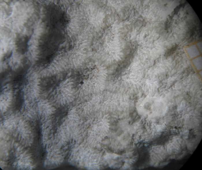 syntype of Meandraraea marcouana type species of the genus syntype of Meandraraea marcouana type species of the genus