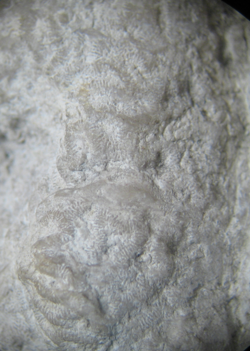 Neotype of the type species of Meandrophyllia Neotype of the type species of Meandrophyllia
