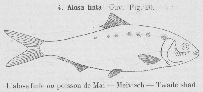 Gilson (1921, fig. 20) Gilson (1921, fig. 20)