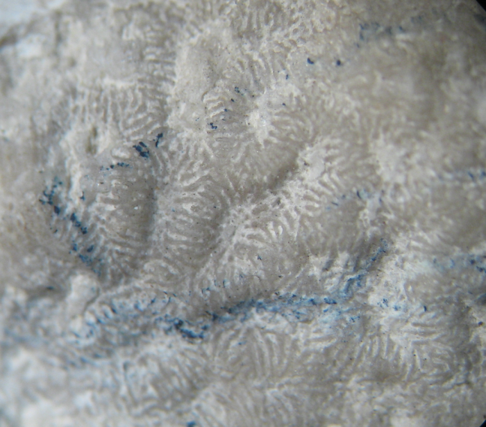 Neotype of the type species of Meandrophyllia Neotype of the type species of Meandrophyllia