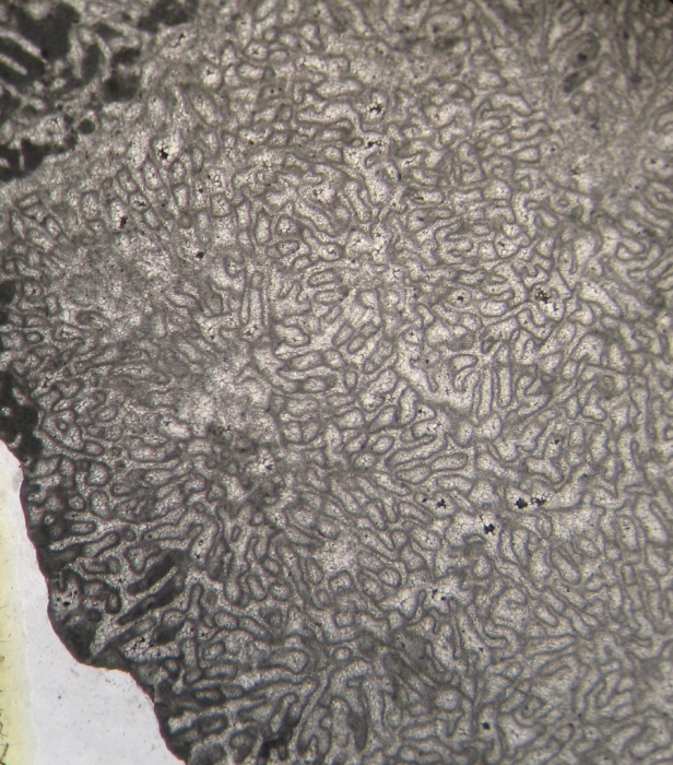 Neotype of the type species of Meandrophyllia Neotype of the type species of Meandrophyllia