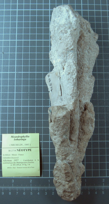 Neotype of the type species of Meandrophyllia Neotype of the type species of Meandrophyllia