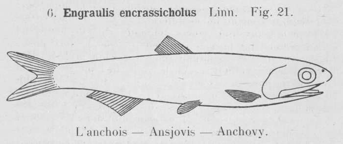 Gilson (1921, fig. 21) Gilson (1921, fig. 21)