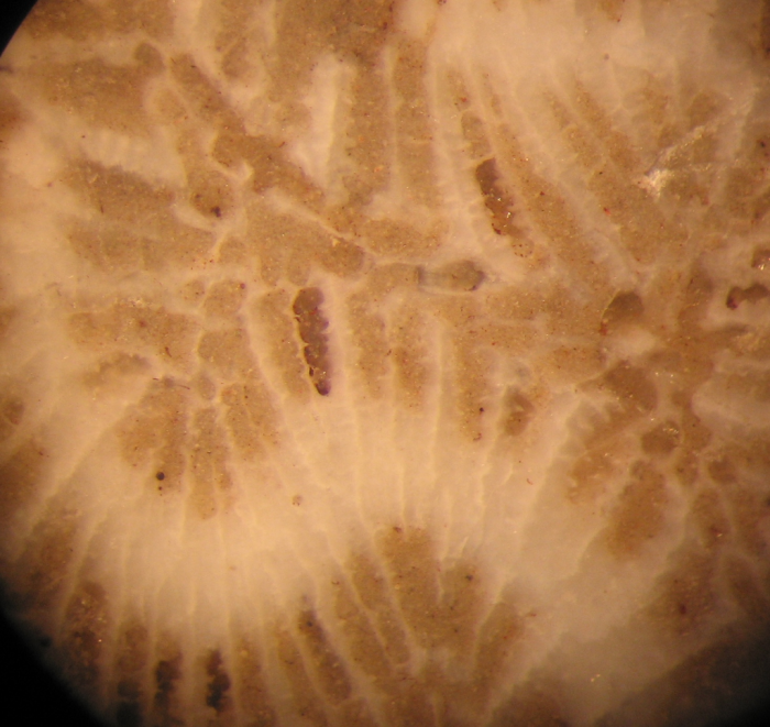 Holotype of the type species of Meandropsis