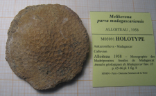 Melikerona parva madagascariensis Alloiteau 1958