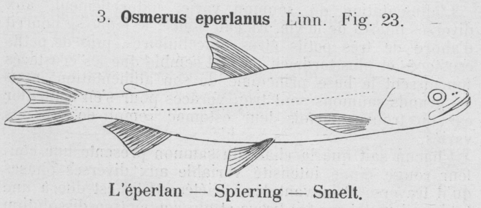 Gilson (1921, fig. 23)