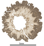 Holotype of Turbinacis erythraeenensis Gregory