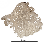 Holotype of Turbinacis erythraeenensis Gregory