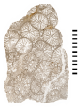 Holotype of Astrea cellulosa Duncan