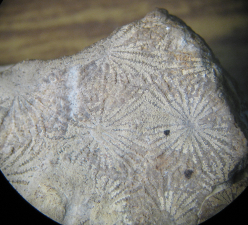 Holotype of Mesoseris bombonnelli the type species of the genus
