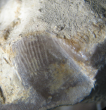 Holotype of Mesoseris bombonnelli the type species of the genus