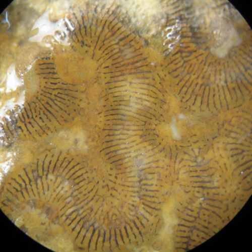 Holotype of Microphylliopsis scolioides type species of the genus